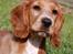Cocker spaniel Tessa - smukke pigen 12 uger
