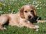 Cocker spaniel Tessa - hygger