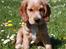 Cocker spaniel Tessa - fine hoved