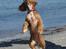 Cocker spaniel Tessa - 13 uger