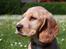 Cocker spaniel Tessa - Flot hoved
