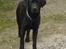 Labrador retriever Hansen