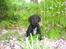 Labrador retriever Tinka (Snuske) SOLGT