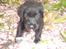 Labrador retriever Tinka (Snuske) SOLGT