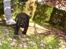 Labrador retriever Tinka (Snuske) SOLGT