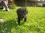 Labrador retriever Tinka (Snuske) SOLGT