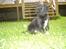 Labrador retriever Tinka (Snuske) SOLGT