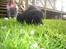 Labrador retriever Tinka (Snuske) SOLGT