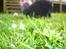 Labrador retriever Tinka (Snuske) SOLGT