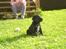 Labrador retriever Tinka (Snuske) SOLGT