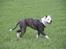 Amerikansk bulldog Disney R.I.P