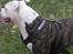 Amerikansk bulldog Disney R.I.P