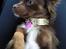 Chihuahua Enzo