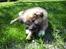 Islandsk fårehund James