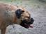 Bullmastiff Brynhild