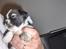 Lhasa apso Rubin