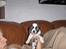Lhasa apso Rubin