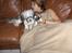 Lhasa apso Rubin