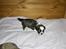 Lhasa apso Rubin