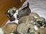 Lhasa apso Rubin