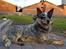Australsk cattledog Max