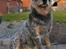 Australsk cattledog Max