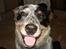 Australsk cattledog Max - Glad dreng :o)