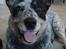 Australsk cattledog Max