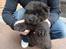 Chow chow Henning