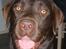 Labrador retriever Zanto