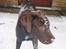 Labrador retriever Zanto