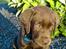 Labrador retriever Zanto