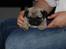 Mops Tangomopsens Teddy