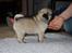 Mops Tangomopsens Teddy