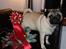 Mops Tangomopsens Teddy