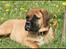 Bullmastiff Pi