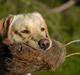 Labrador retriever Cooper