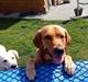 Labrador retriever Buller