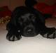 Labrador retriever Blue