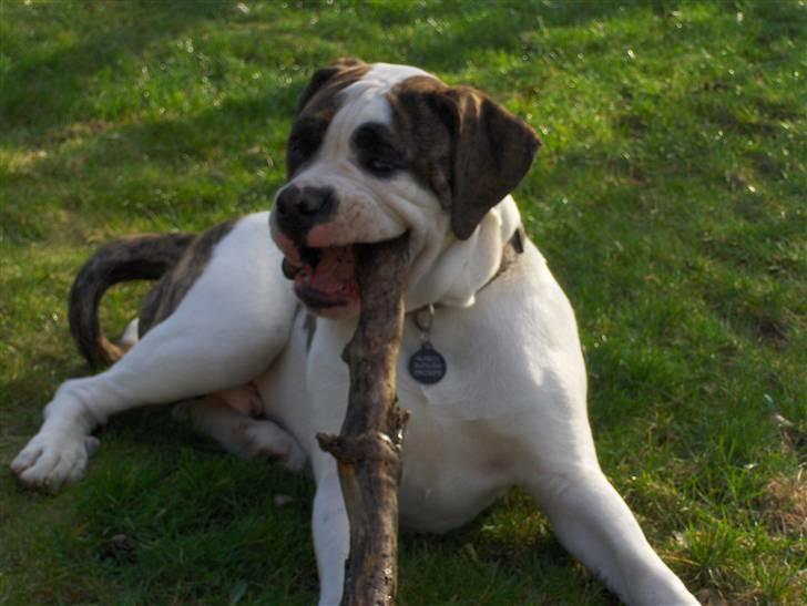 Olde english bulldogge Alfred - Jeg har noget mellem tænderne... billede 12