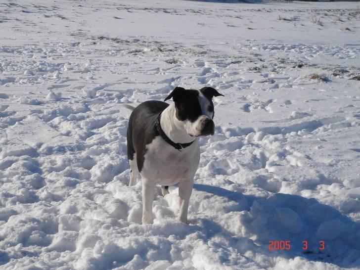 Amerikansk staffordshire terrier Chelsea billede 16