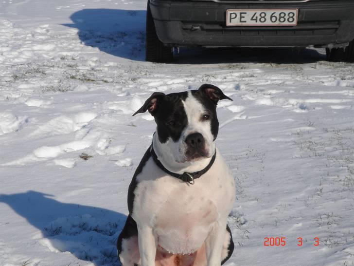 Amerikansk staffordshire terrier Chelsea billede 17