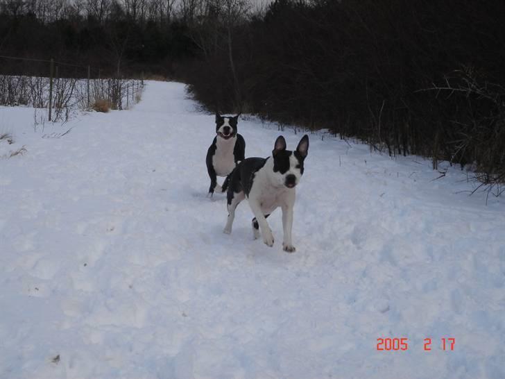 Amerikansk staffordshire terrier Chelsea billede 18