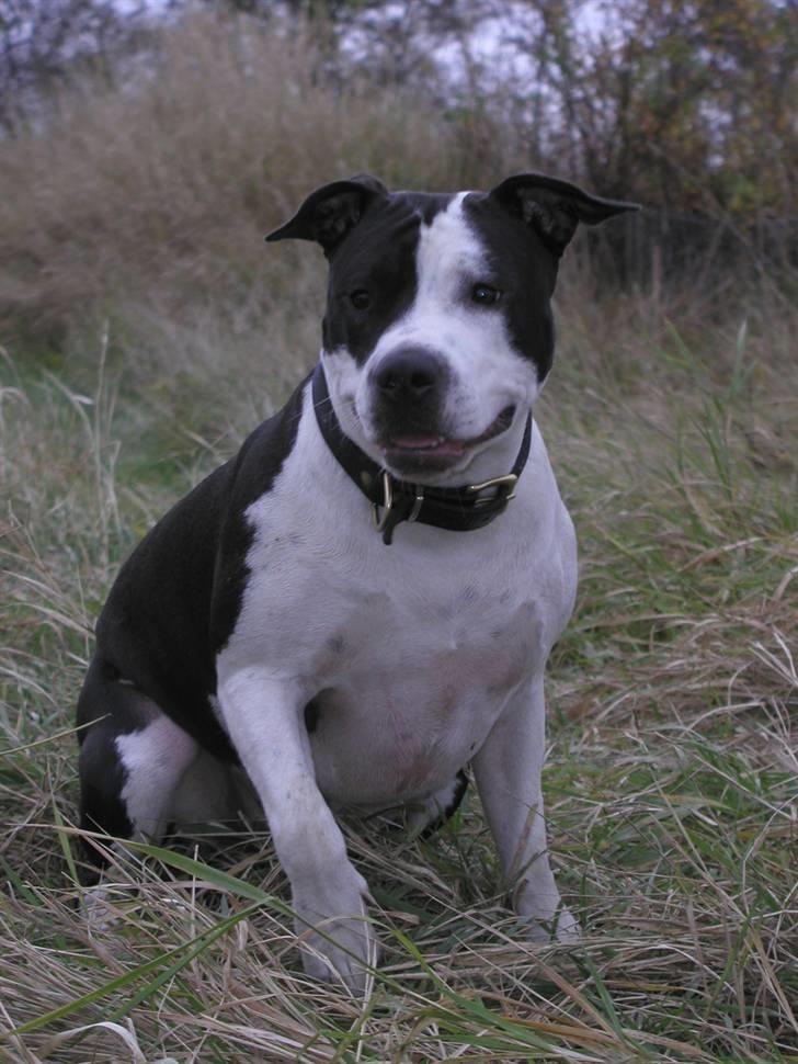 Amerikansk staffordshire terrier Chelsea billede 19