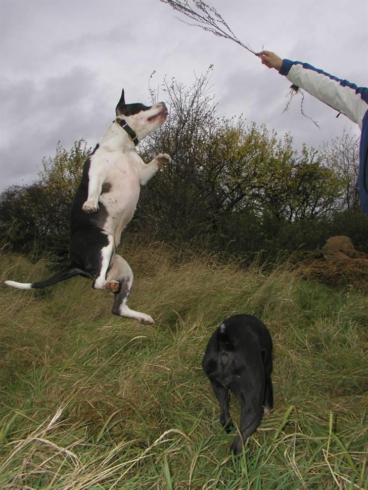 Amerikansk staffordshire terrier Chelsea billede 20