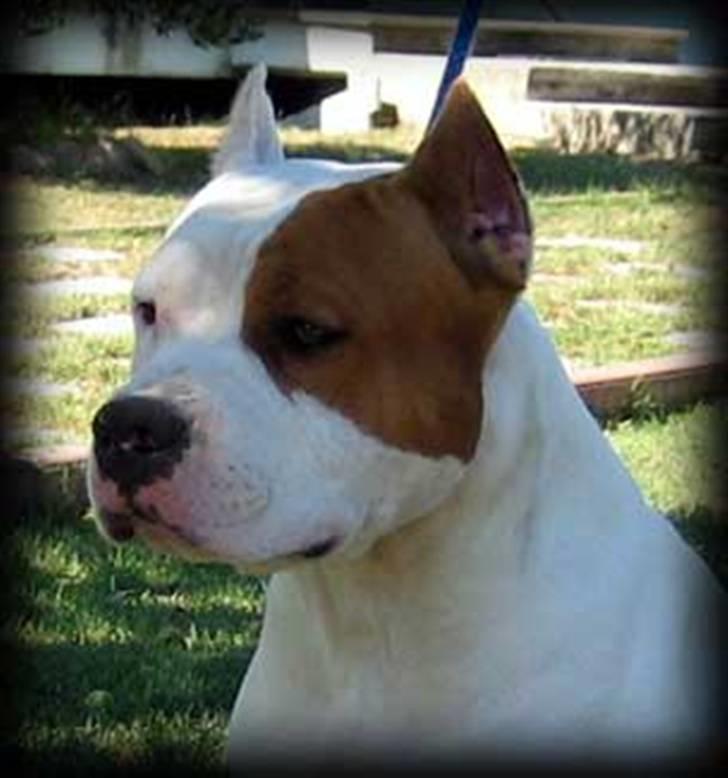 Amerikansk staffordshire terrier *FAITH* - FAR ! billede 8