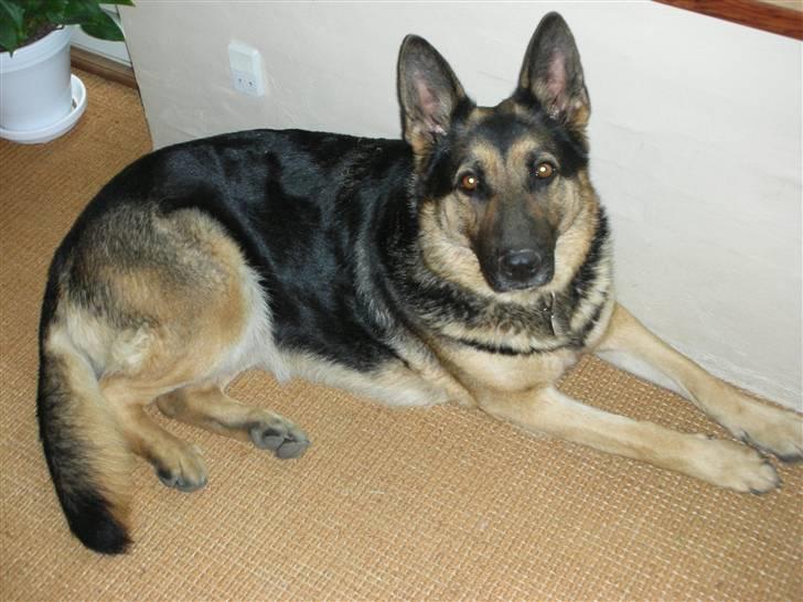 Schæferhund Sasha billede 2