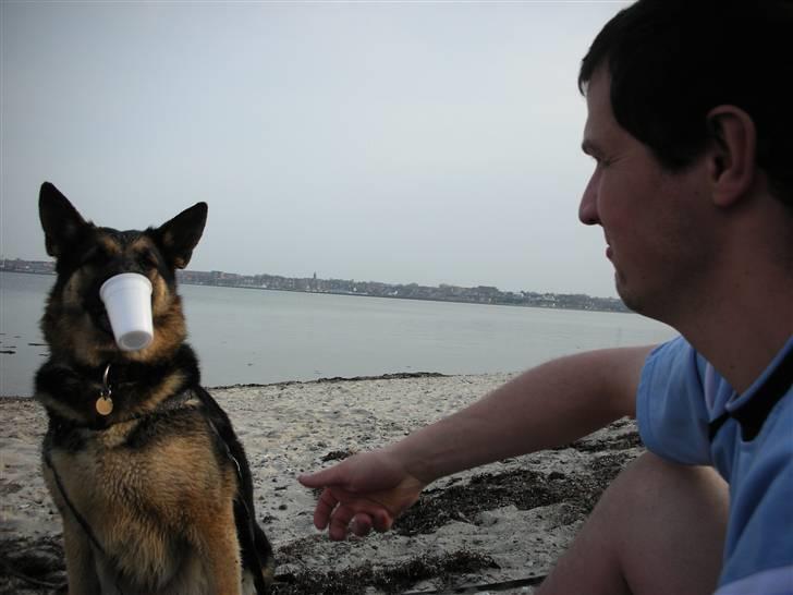 Schæferhund Sasha billede 3