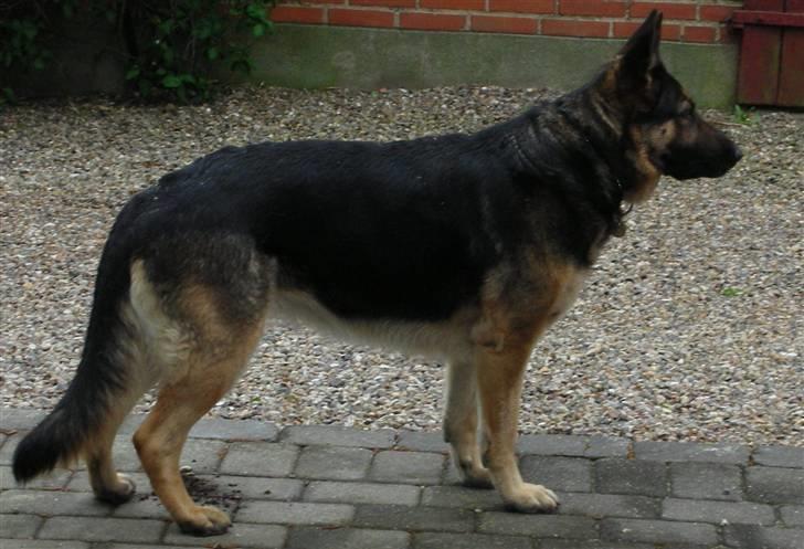Schæferhund Sasha billede 4