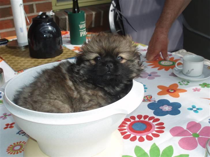 Blanding af racer Jackline R.I.P D.19/7-13 billede 25